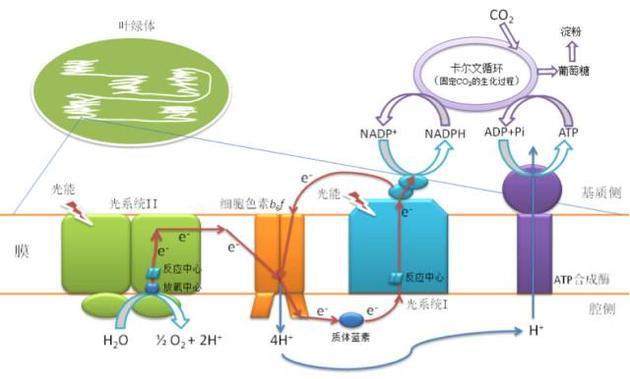 风电技术核心联系揭秘，风能利用率与有功功率关系图探索