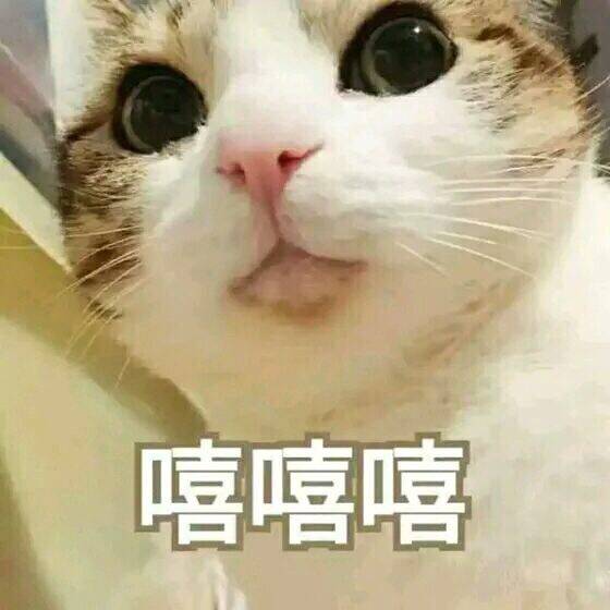 嘻嘻不嘻嘻表情包小猫