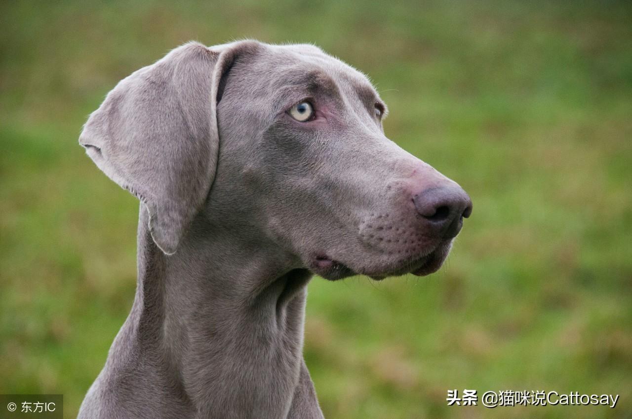 千元智能伙伴，机器狗新时代来临