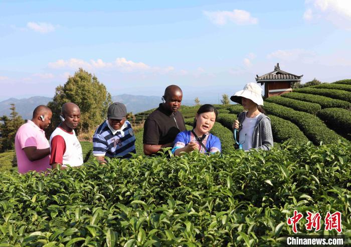 广西侗乡，茶旅融合吸引游客纷至沓来