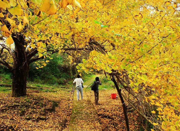 广西漠川乡银杏季盛景呈现