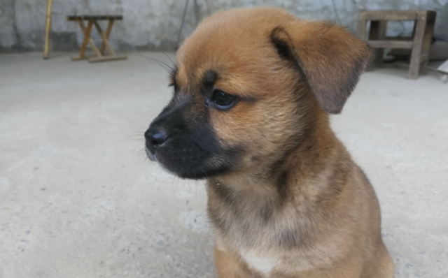 本地土狗土松犬，从被忽视到身价上万，逆袭之路揭秘