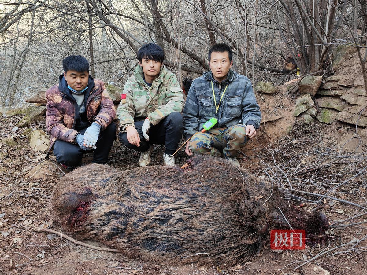 南京老山发现巨大野猪踪迹，捕猎行动背后的故事