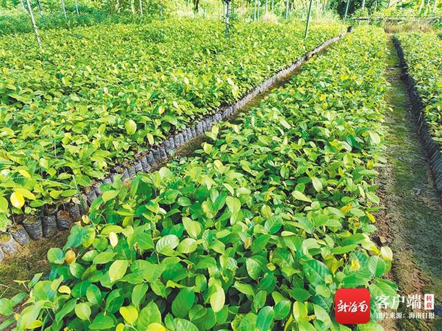 广西新增12处自治区级林草种质资源库