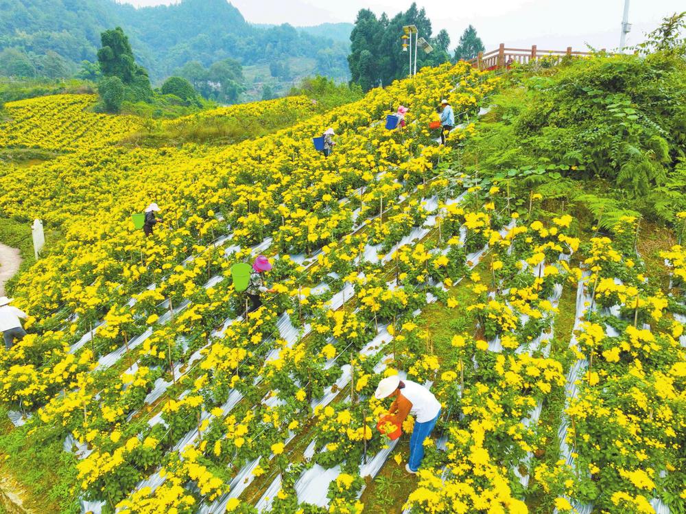 文成金丝皇菊采摘忙