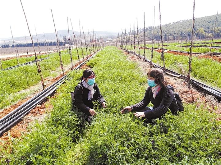 曲靖马龙，电助种植助力盘活区域经济