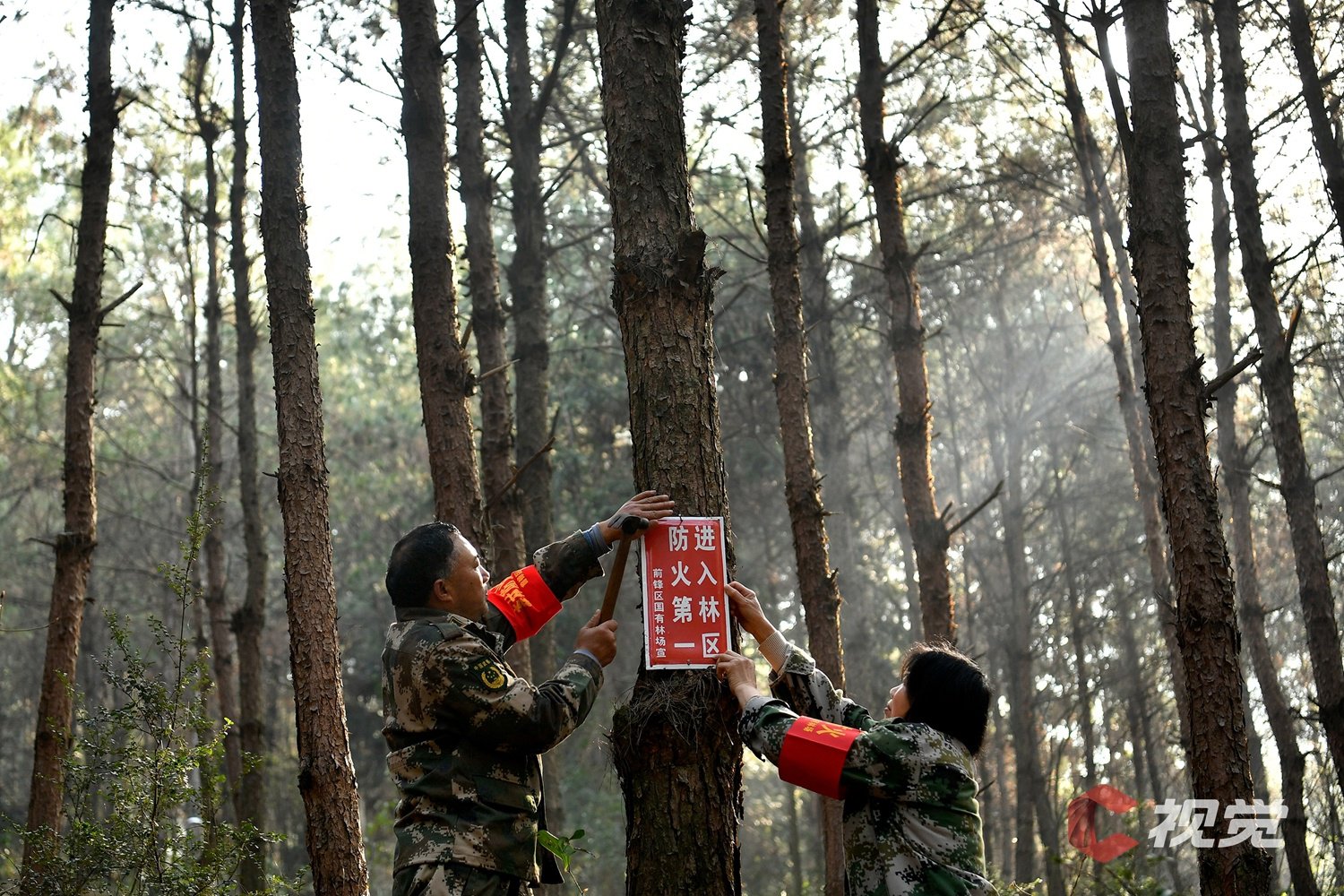 护林三十二载临沂“山大王”刘善东守得青山万木生