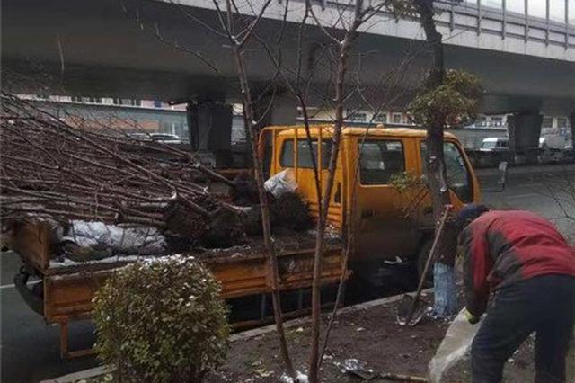 沈阳秋冬季全市补植行道树计划启动，覆盖304公里道路补植黄金期