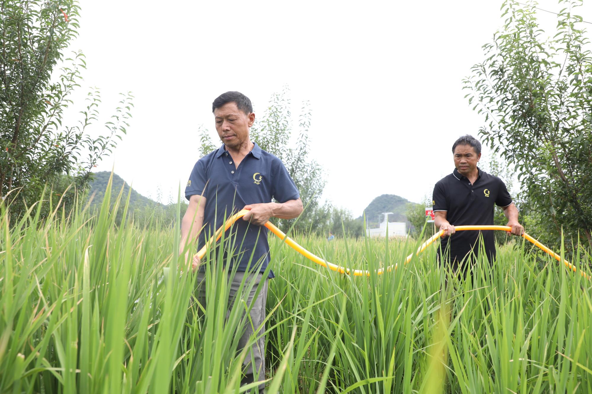 西秀区新场乡： 试点发展旱稻种植 探索产粮新“稻”路