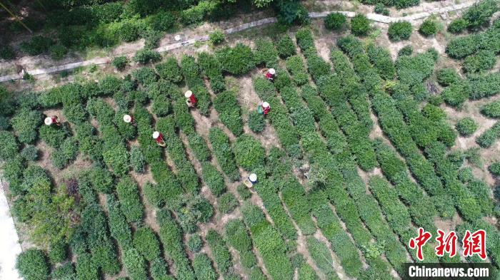 解密建阳小白，传承弘扬茶文化的探索之旅