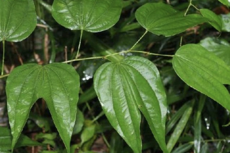 石见穿草药图，探寻自然疗法之源