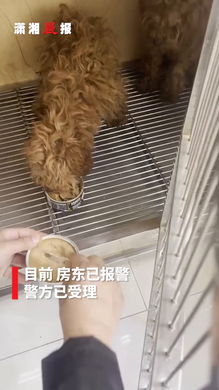 城市租客与猫咪的和谐乐章，特殊生活下的养猫故事