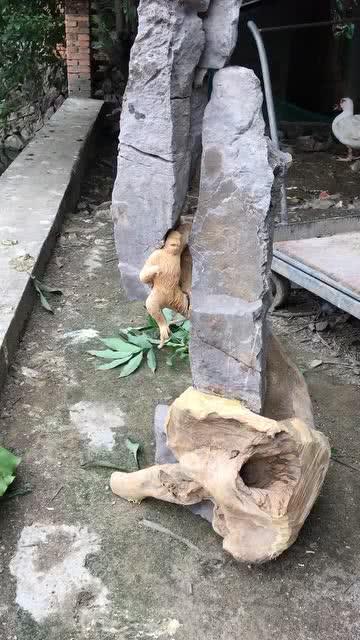 孙悟空传奇人生，石破天惊之旅